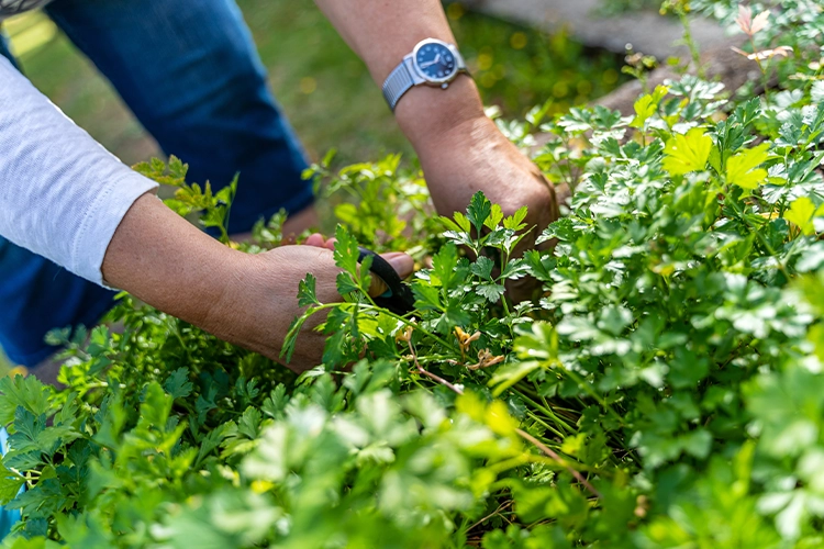 Hände schneiden frische Kräuter im Garten