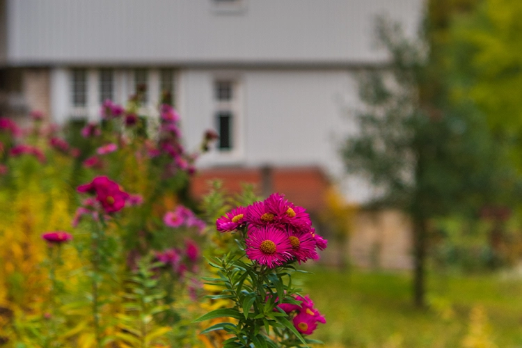 Blühender Garten vor einem Gebäude