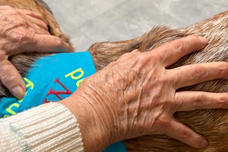 Nahaufnahme zweier älterer Hände, die einen Hund mit blauem Tuch streicheln.