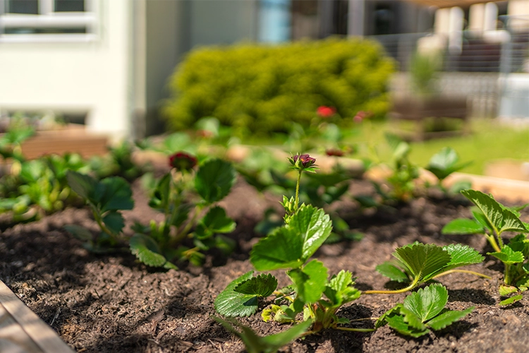 Nahaufnahme eines Gartenbeetes mit jungen Erdbeerpflanzen vor dem Gebäude