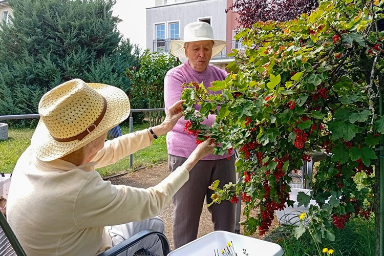Zwei ältere Frauen mit Strohhüten ernten rote Johannisbeeren.