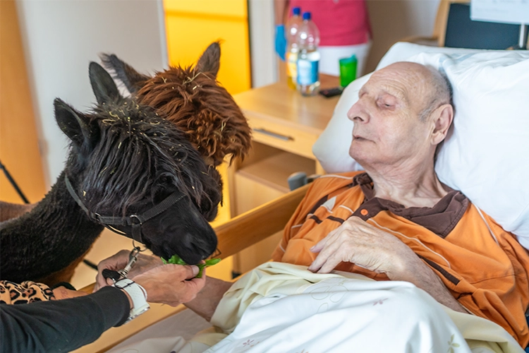 Schwarzes Alpaka frisst Grünzeug aus der Hand eines Mannes, der im Pflegebett liegt.